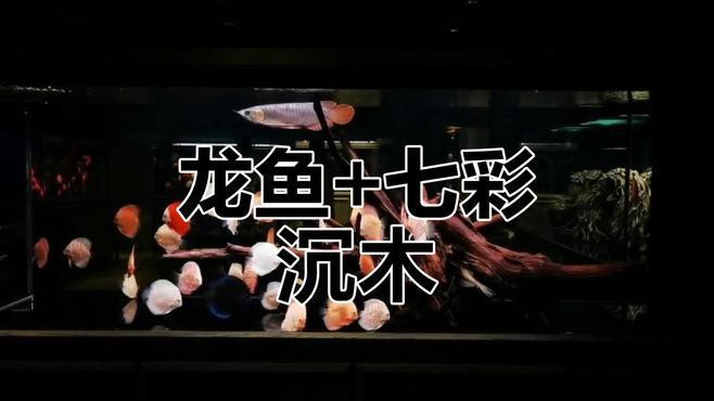 有哪些適合銀龍魚的魚缸裝飾
