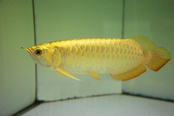 金龍過背圖片大全