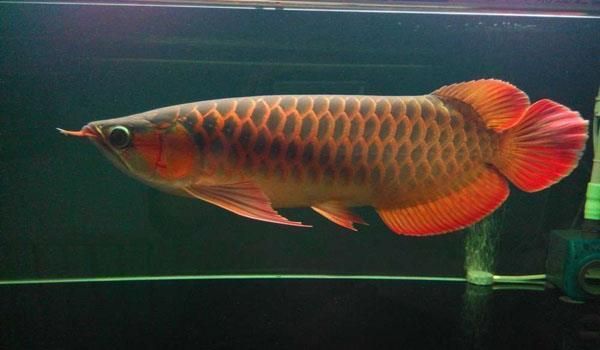 紅龍魚要吃什么魚糧（紅龍魚幼苗期專用魚糧投喂技巧紅龍魚活餌投喂技巧）