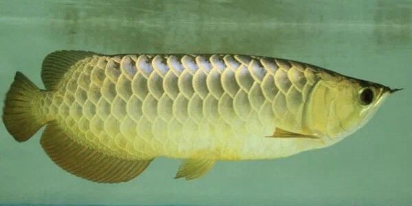 龍魚燈和普通燈有什么區(qū)別：龍魚燈與普通燈的主要區(qū)別