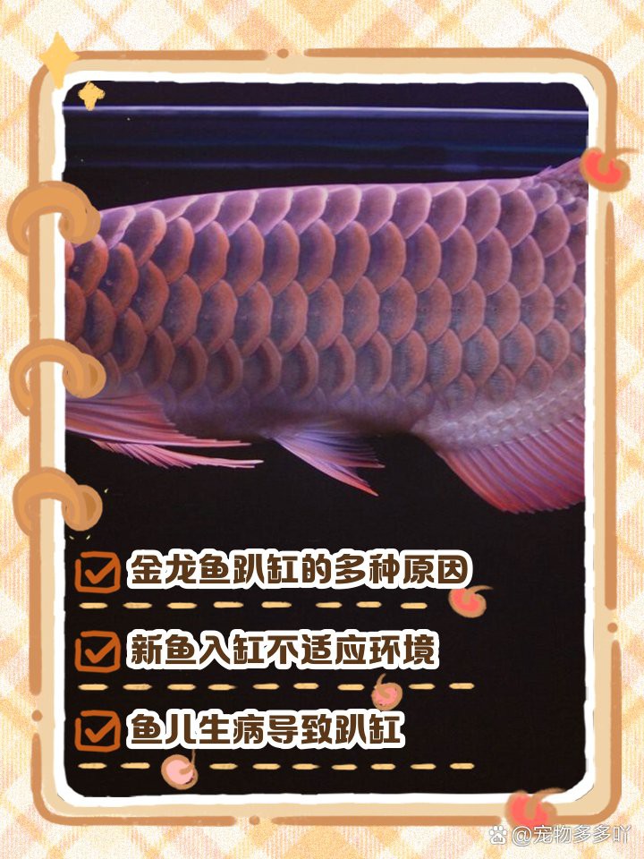金龍魚有時候臥缸是啥情況