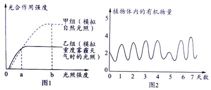 龍魚用燈照多久會有效果呢：如何模擬自然光照周期養龍魚