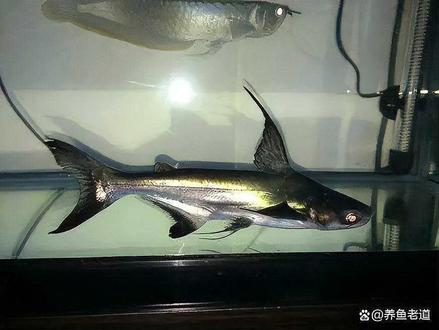 銀豹鴨嘴魚和龍魚混養