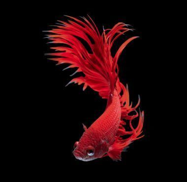 龍魚的照片兒：關(guān)于龍魚的一些照片