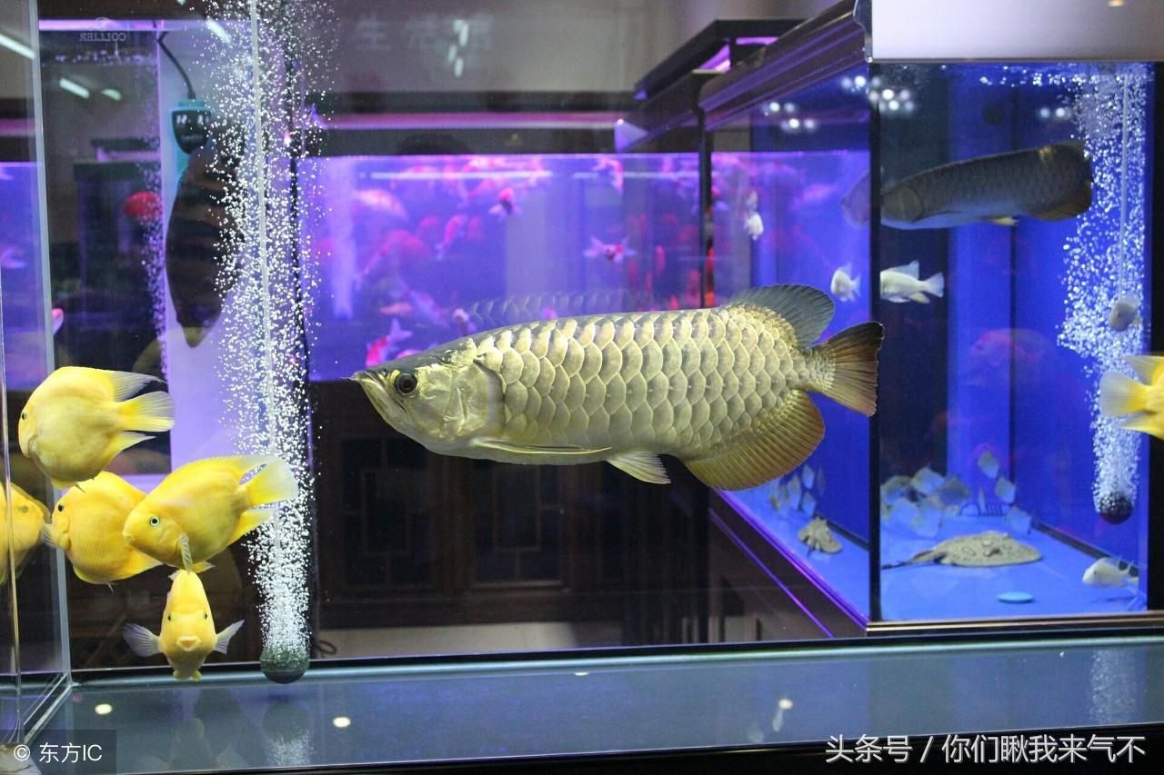 養(yǎng)金龍魚的魚缸要多寬：養(yǎng)金龍魚的魚缸寬度不能低于60cm，養(yǎng)金龍魚的最小寬度應該為60cm