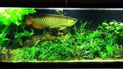 養(yǎng)金龍魚的魚缸要多寬：養(yǎng)金龍魚的魚缸寬度不能低于60cm，養(yǎng)金龍魚的最小寬度應該為60cm