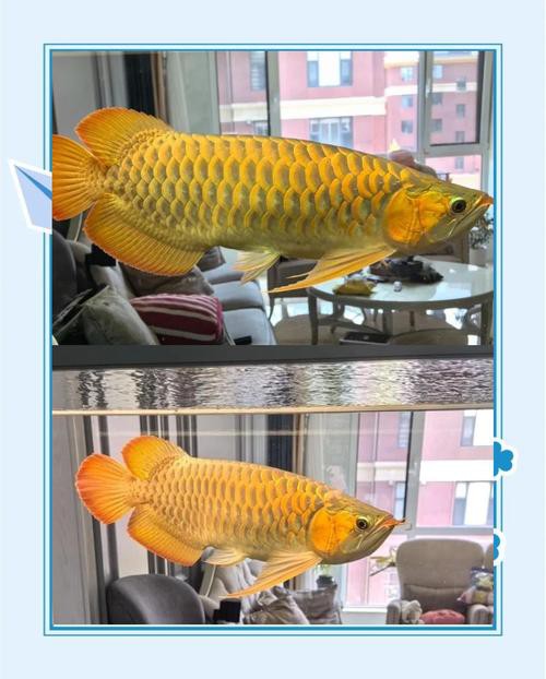 哪里可以找到更多龍魚高清壁紙？