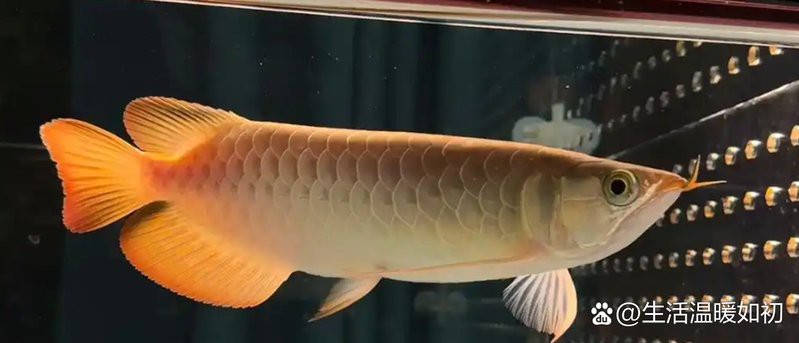 短身福龍王魚壽命有多長？