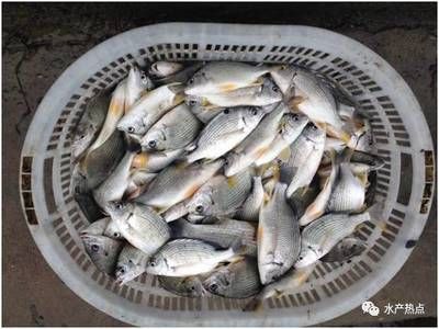 黃鰭鯧魚混養注意事項：黃鰭鯧魚與哪些魚混養和諧