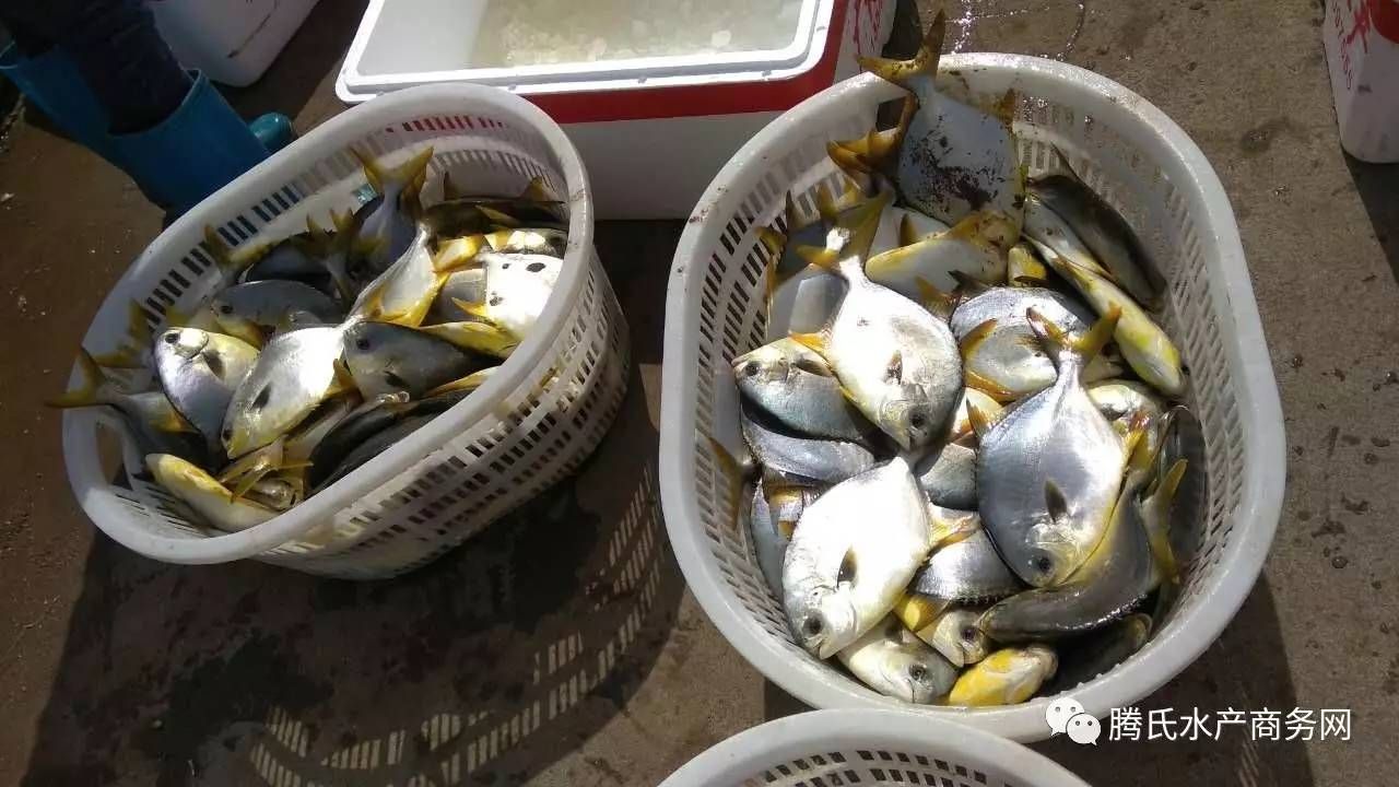 黃鰭鯧魚混養注意事項：黃鰭鯧魚與哪些魚混養和諧