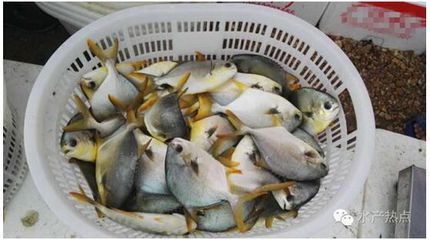 黃鰭鯧魚混養注意事項：黃鰭鯧魚與哪些魚混養和諧