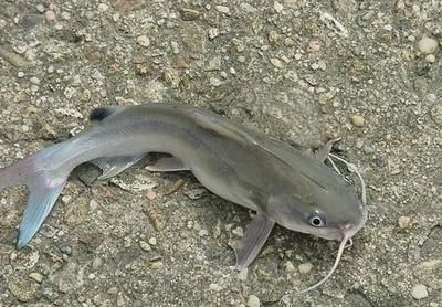 黃鰭鯧魚混養注意事項：黃鰭鯧魚與哪些魚混養和諧
