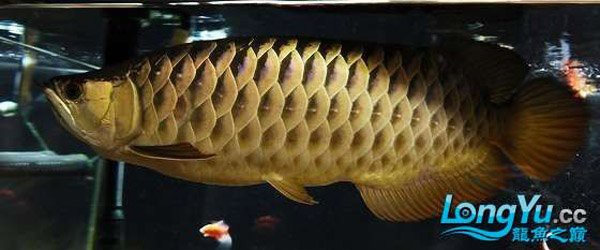 B過背金龍魚多久亮滿5排