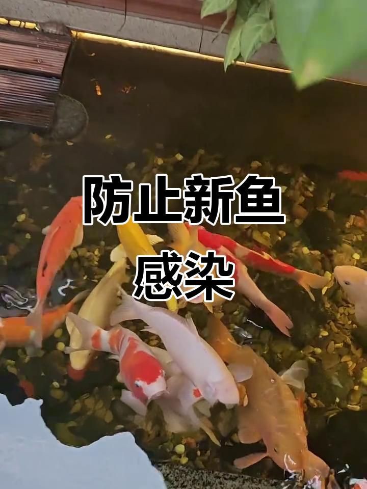 如何預防魚交叉感染？