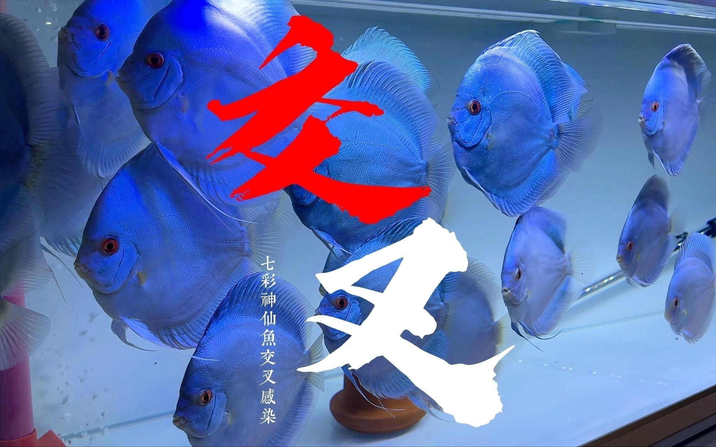 如何預防魚交叉感染？