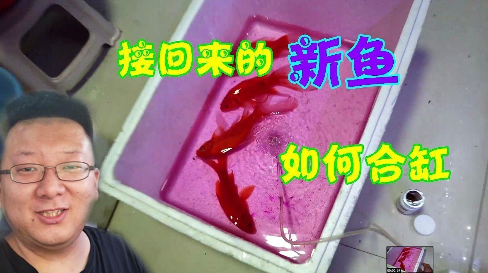 如何預防魚交叉感染？