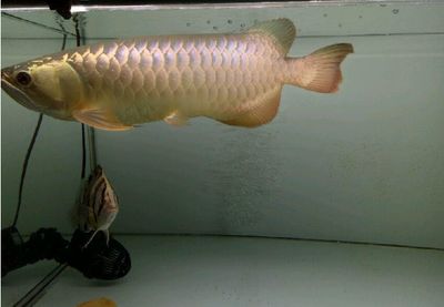 龍魚如何快養大，如何快速養大龍魚