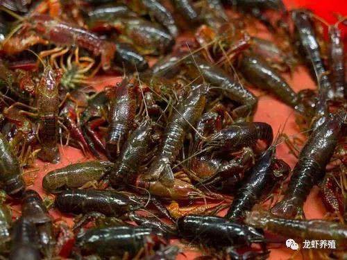 祥龍龍魚萬能藥能和必定清一起用嗎