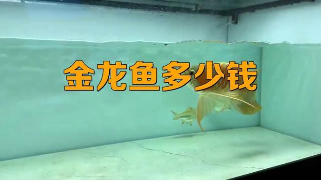 金龍魚價格差異大嗎？
