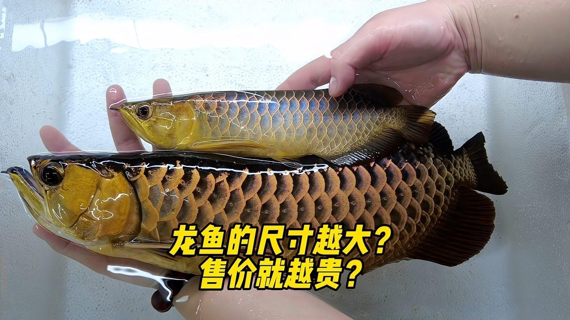 金龍魚價格差異大嗎？