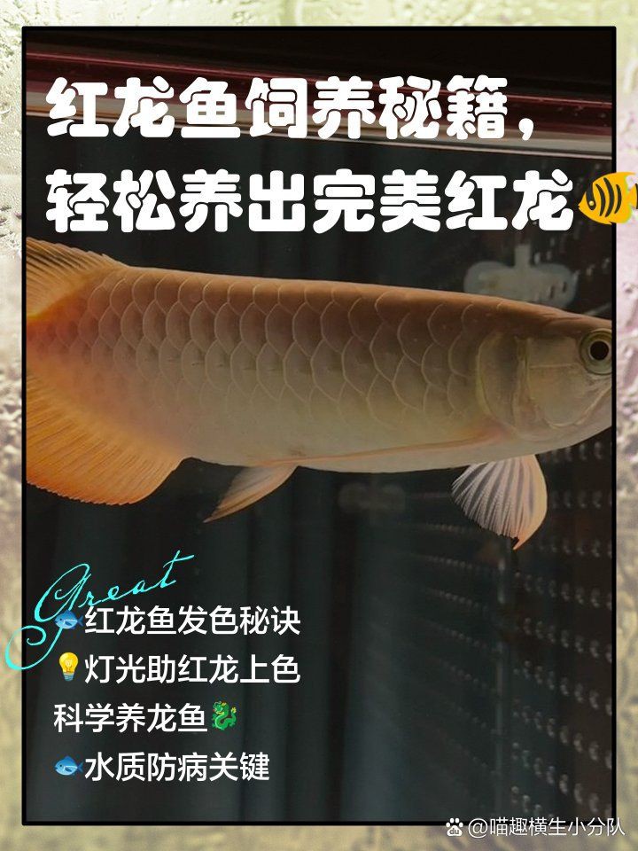 紅龍魚色素增強(qiáng)方法