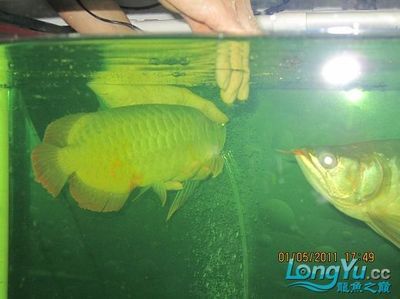 龍魚做手術多少錢一次?。糊堲~手術的費用是多少