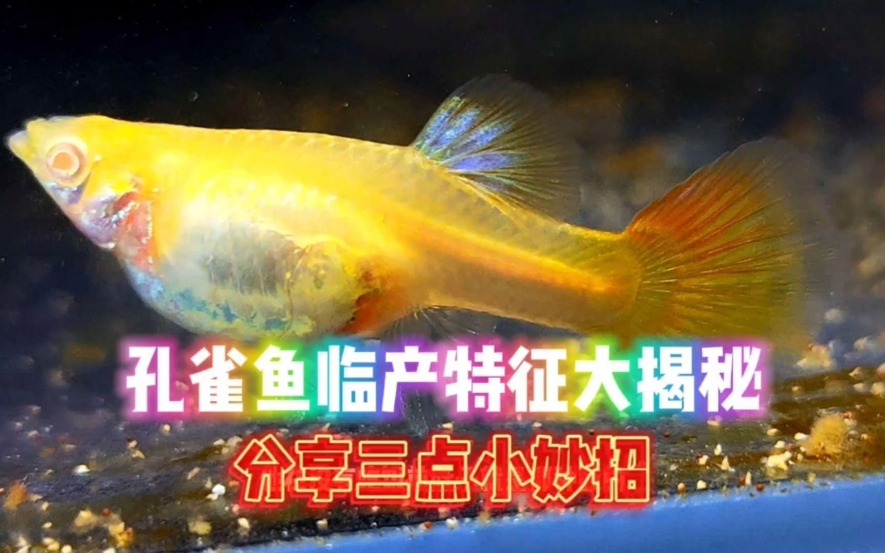 孔雀魚臨產(chǎn)前5天狀態(tài)