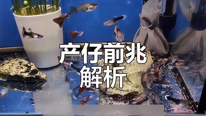 孔雀魚臨產(chǎn)前5天狀態(tài)