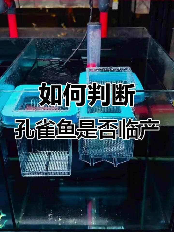 孔雀魚臨產(chǎn)前5天狀態(tài)