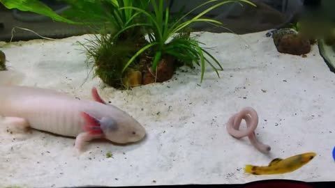 龍魚(yú)吃蚯蚓容易消化嘛：龍魚(yú)吃蚯蚓容易消化嗎