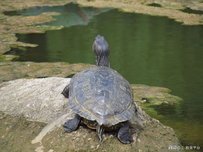 和龍魚混養的烏龜：烏龜與龍魚混養的注意事項