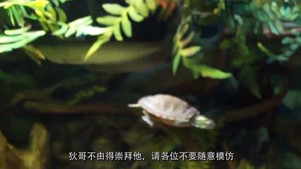 和龍魚混養的烏龜：烏龜與龍魚混養的注意事項
