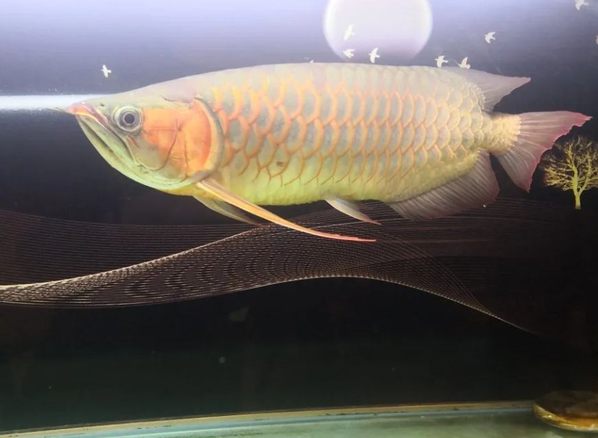 金龍魚有號半嗎（號半龍魚的生物學特征與養殖價值）