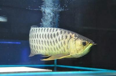 龍魚淡水魚還是咸水魚好養(yǎng)：龍魚是淡水魚，而不是咸水魚，