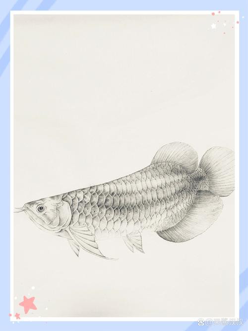 恐龍魚簡筆畫圖片大全