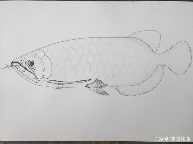恐龍魚簡筆畫圖片大全