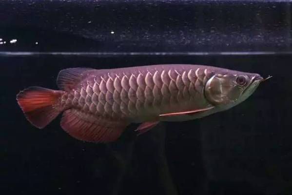 寶石金龍魚長大啥樣：寶石金龍魚的成長過程