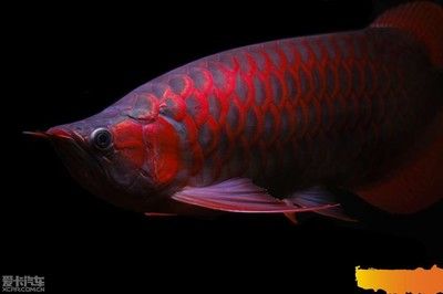 紅龍魚缸背景圖選擇什么顏色（養(yǎng)紅龍魚時背景顏色的選擇是一個需要注意的問題）
