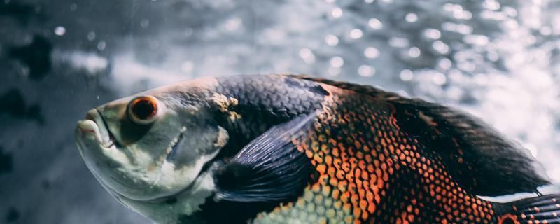 龍魚(yú)鼻孔初腐爛是什么引起的,怎么治理：龍魚(yú)鼻孔初腐爛可能是由多種因素引起的，可以采取幾種治理方法 龍魚(yú)鼻孔初腐爛是什么引起的,怎么治理：龍魚(yú)鼻孔初腐爛可能是由多種因素引起的，可以采取幾種治理方法 龍魚(yú)百科 第2張