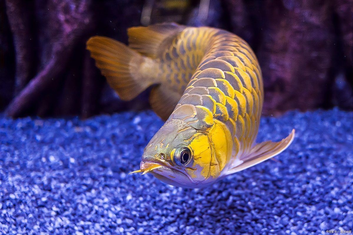 龍魚吉祥寓意