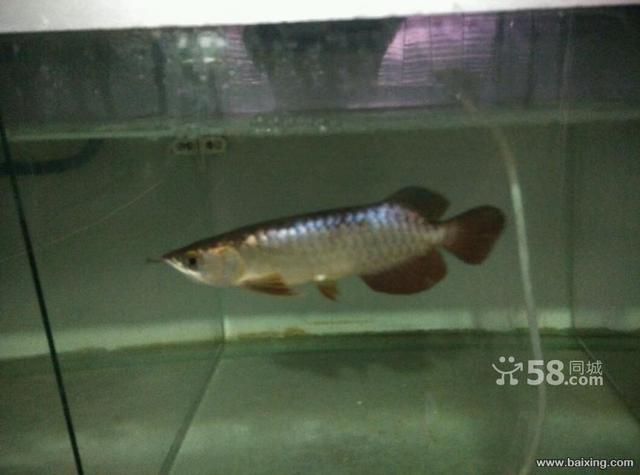 古典藍底金龍魚怎么養：古典藍底金龍魚光照需求詳解金龍魚餌料搭配指南