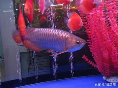 古典藍底金龍魚怎么養：古典藍底金龍魚光照需求詳解金龍魚餌料搭配指南