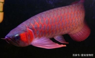 如何才能養好龍魚呢：養好龍魚需要注意以下幾個方面
