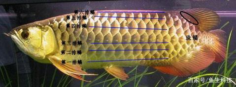 金龍魚等級區分有哪些圖解？