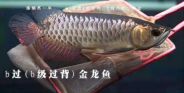 金龍魚等級區分有哪些圖解？