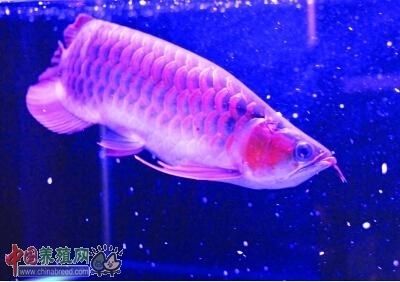 25公分紅龍魚用什么燈（25公分的紅龍魚在成長階段應以白色系與紅色系燈管為主）