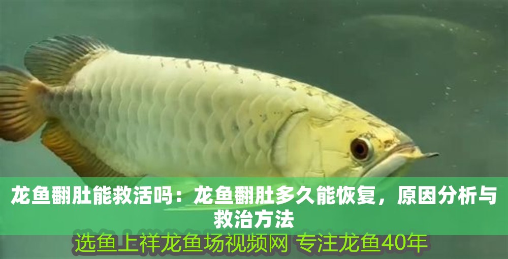 龍魚翻肚能救活嗎：龍魚翻肚多久能恢復，原因分析與救治方法