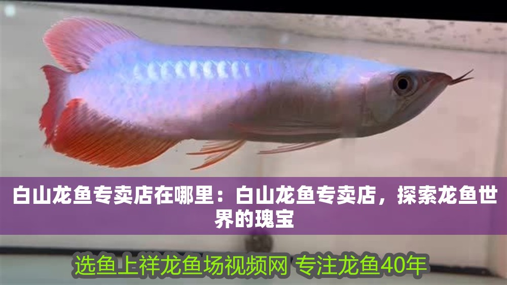 白山龍魚專賣店在哪里：白山龍魚專賣店，探索龍魚世界的瑰寶