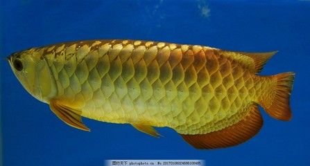 金龍魚高清照片：金龍魚的高清照片