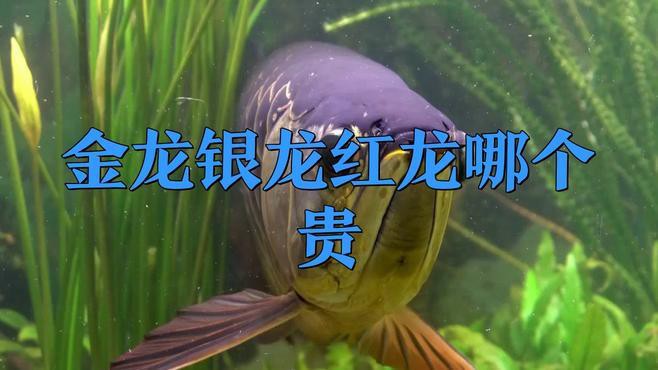 金龍魚和紅龍魚哪個更值錢？